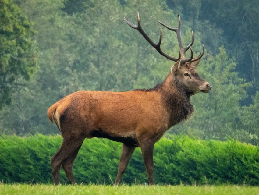 Gaylord's City Elk Park, Gaylord cityseeker