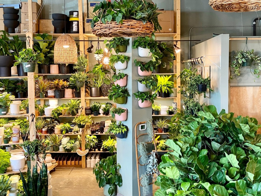 climbing philodendron perth Philodendron Little Phil | Indoor Plant Perth