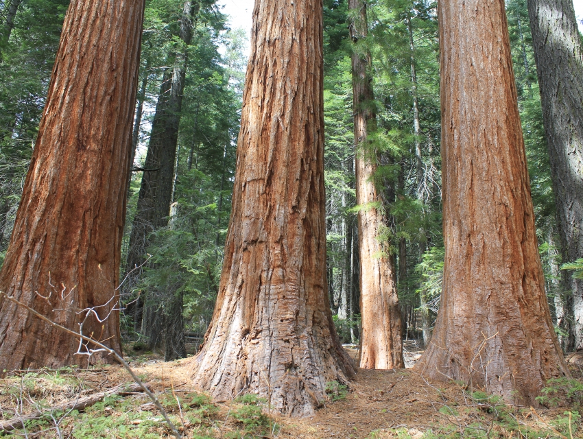Local Tree Groves Placer County Big Trees Grove, Auburn | cityseeker