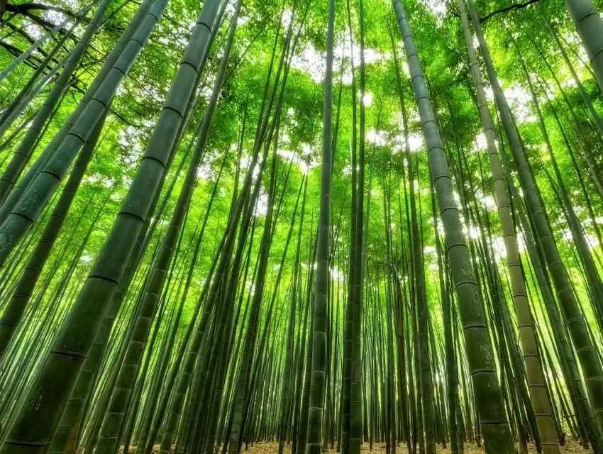Bamboo Forest, Sandy Springs | cityseeker