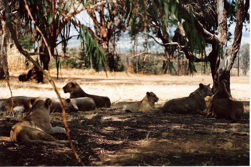 Krugersdorp Game Reserve, Krugersdorp cityseeker