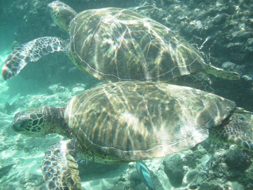 NOAA/NMFS Sea Turtle Facility, Galveston | cityseeker