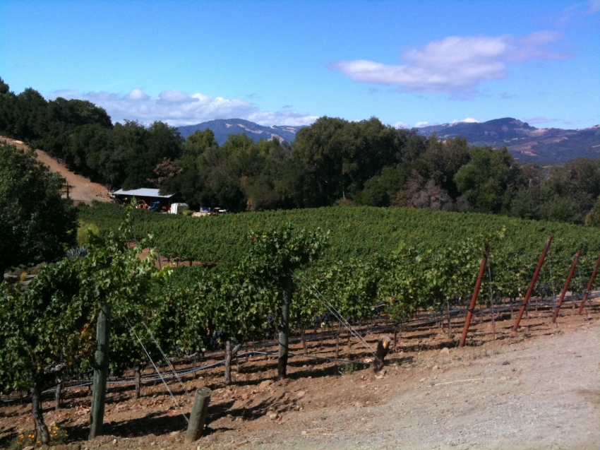 Benziger Family Winery, Glen Ellen | cityseeker