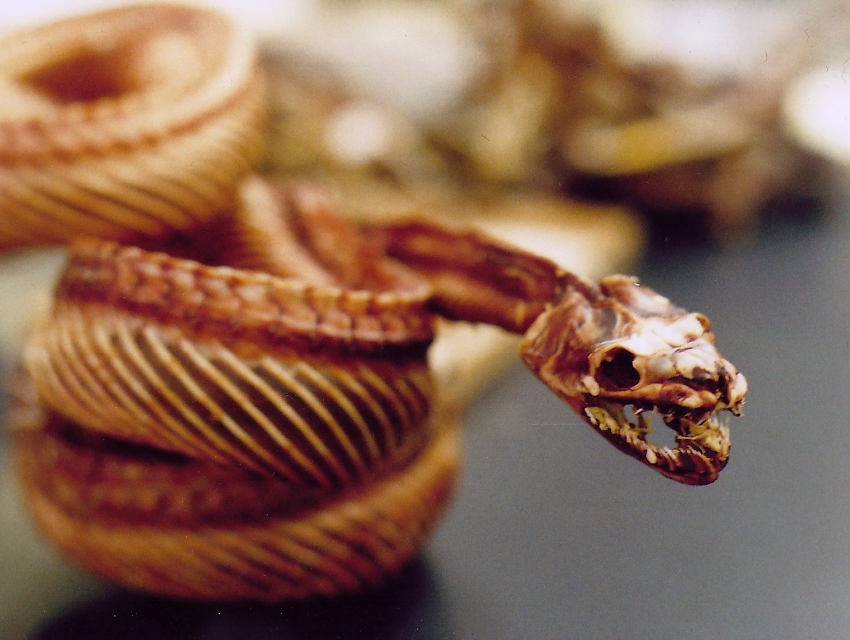 Museum of Vertebrate Zoology, Berkeley | cityseeker